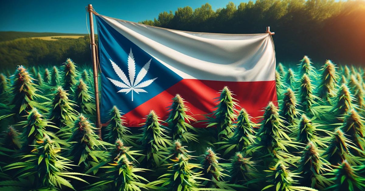 flaga czech i konopie indyjskie