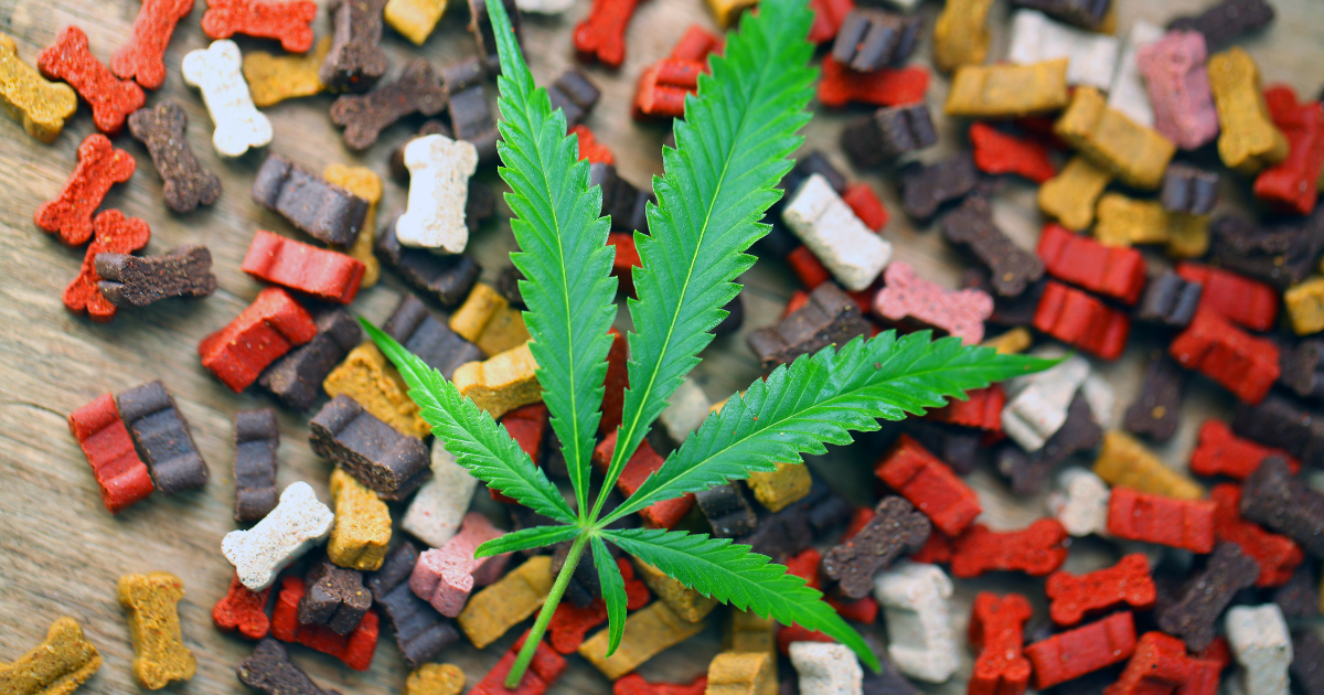 olej CBD full spectrum