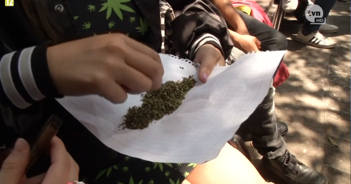 marihuana Fakty TVN, źródło Player.pl