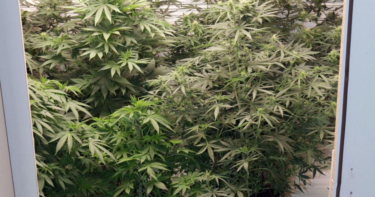 koszalin marihuana
