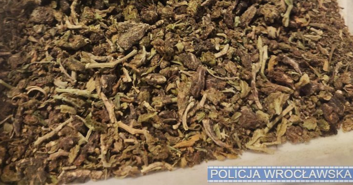 Wrocław marihuana