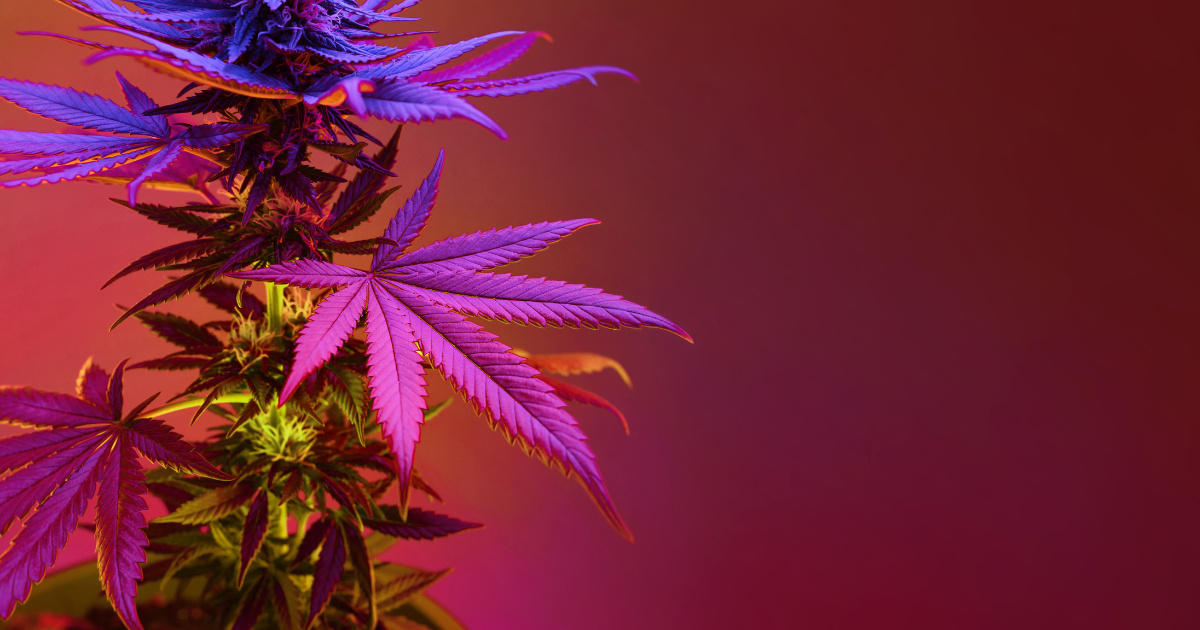 Pink Kush Tilray
