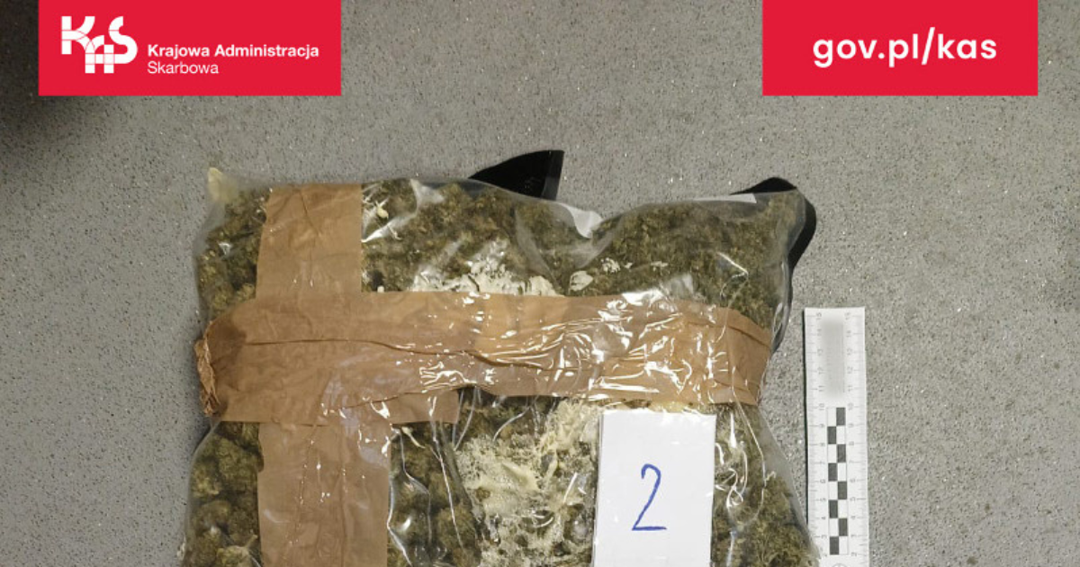 Pyrzowice marihuana fot. slaskie.kas.gov.pl