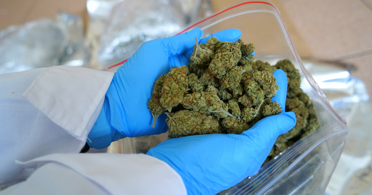 marihuana Włocławek