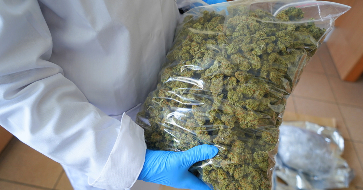 włocławek marihuana fot. wloclawek.policja.gov.pl