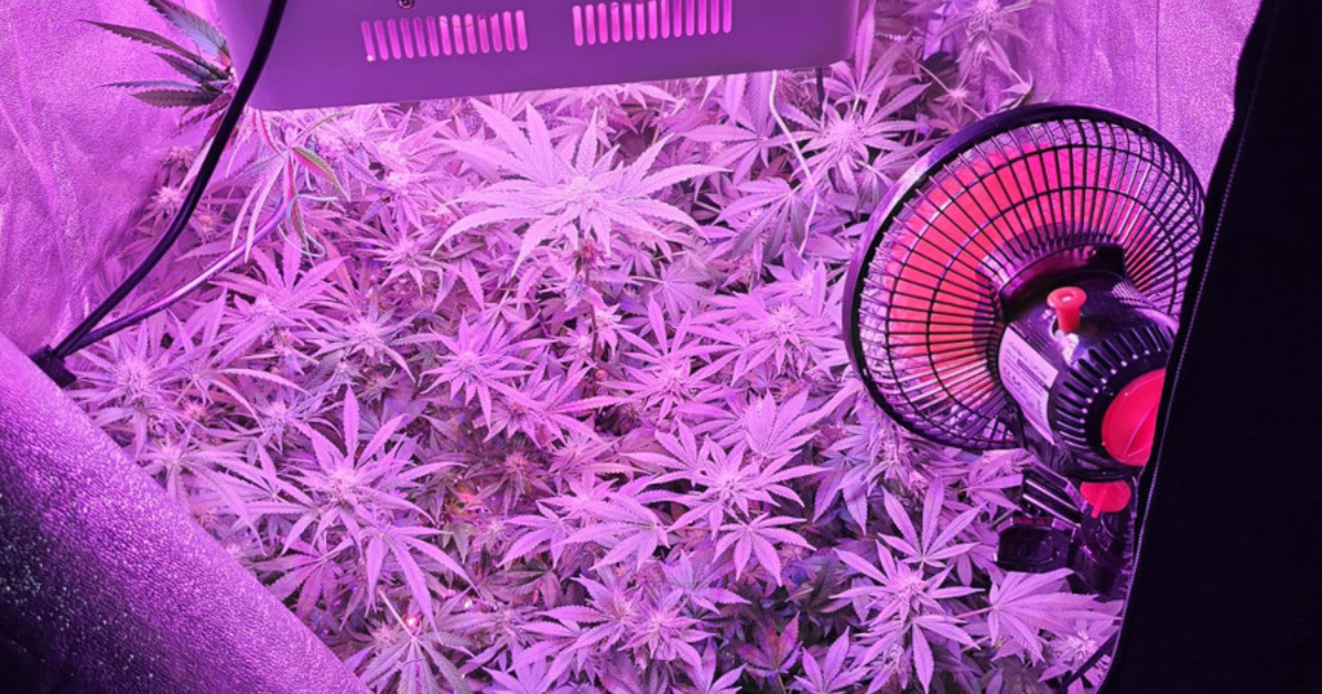 Warszawa marihuana