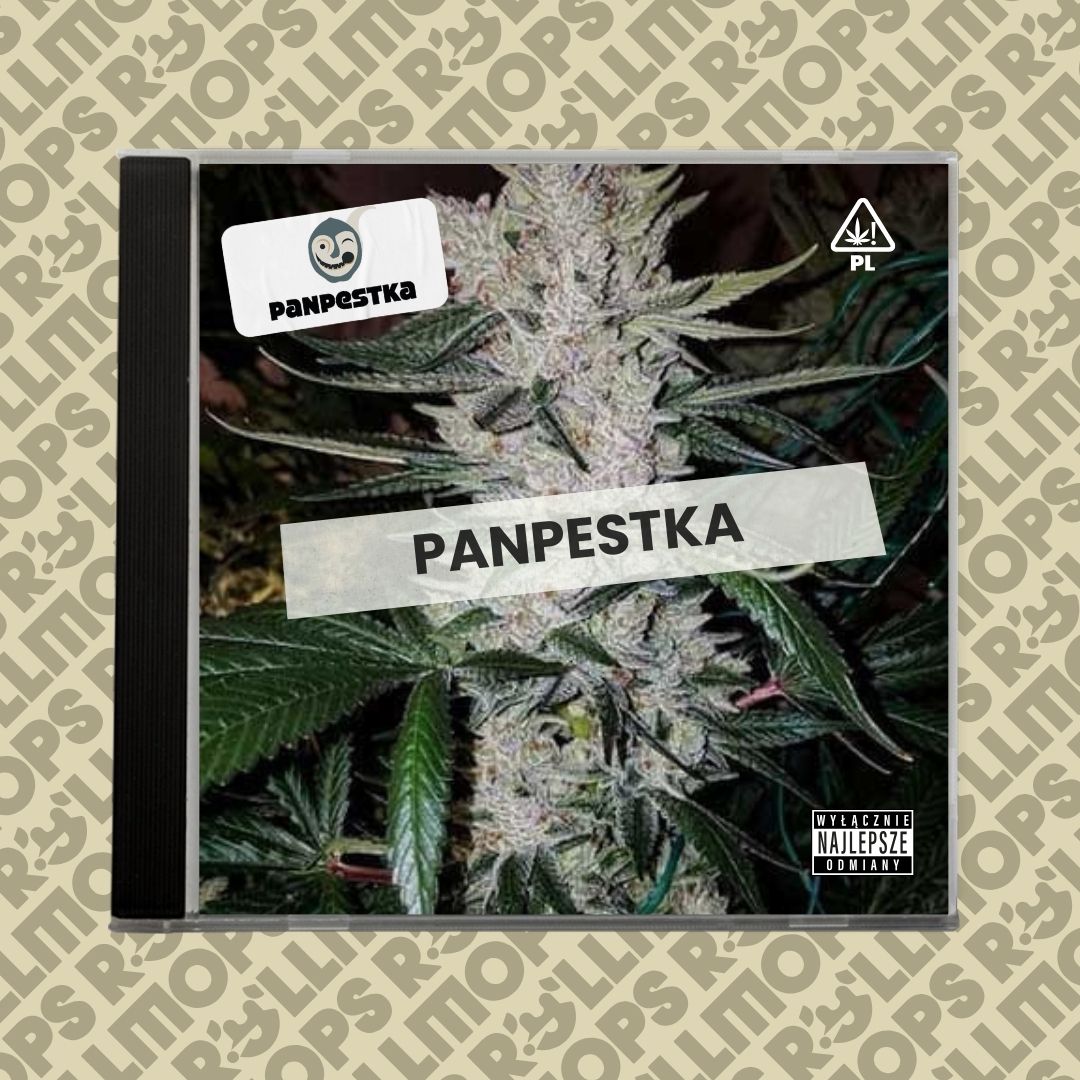 panpestka