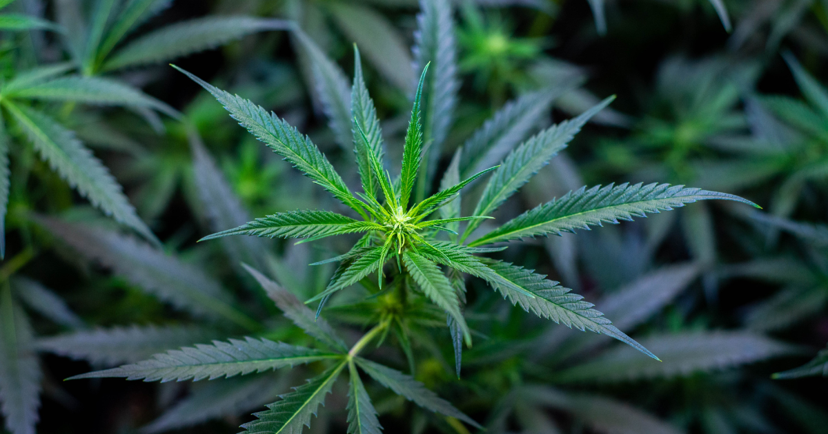 Amnesia Haze Medezin