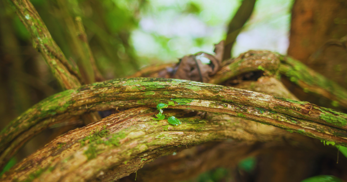 ayahuasca dmt