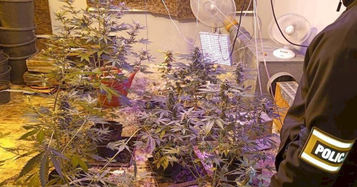 Jastrzębia Góra marihuana