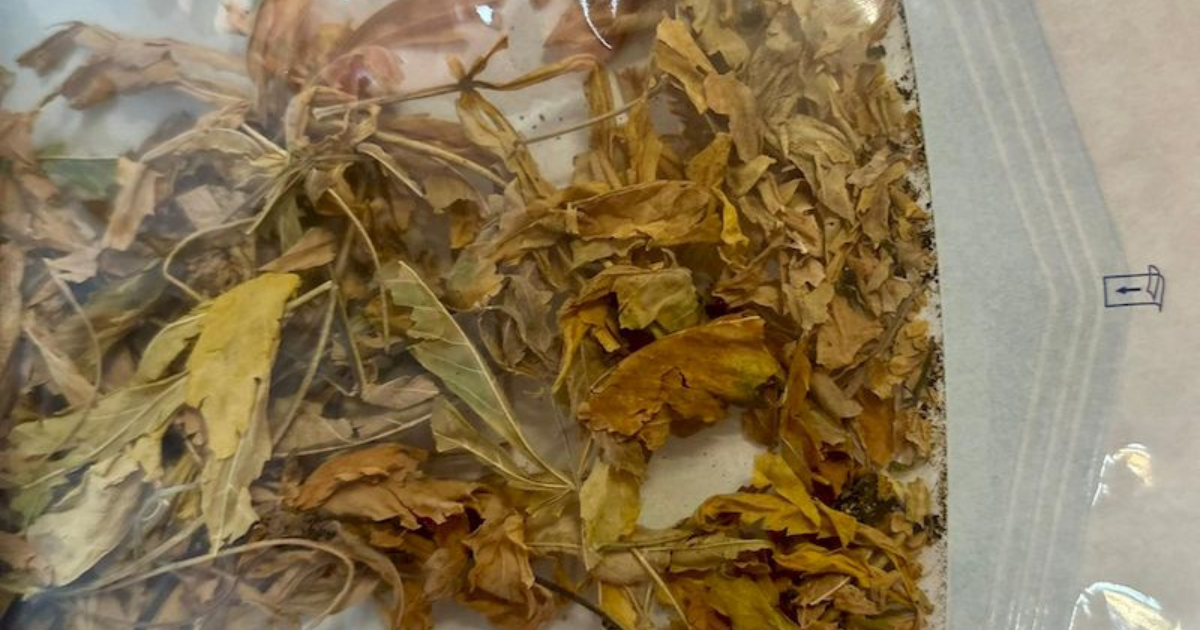 Jastrzebia Góra marihuana