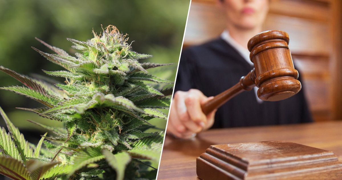 sąd i marihuana