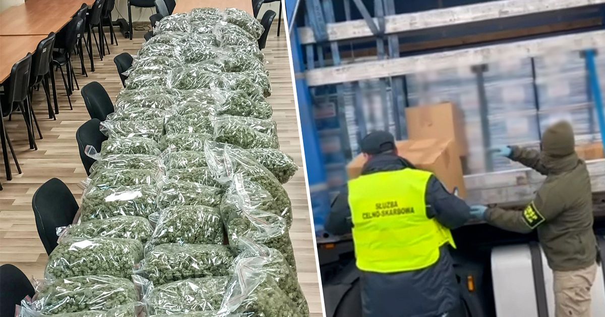 marihuana, która przyjechała z Hiszpanii do Polski