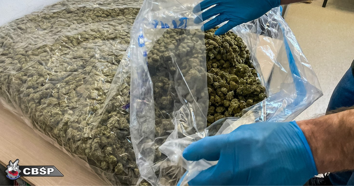 marihuana z Hiszpanii