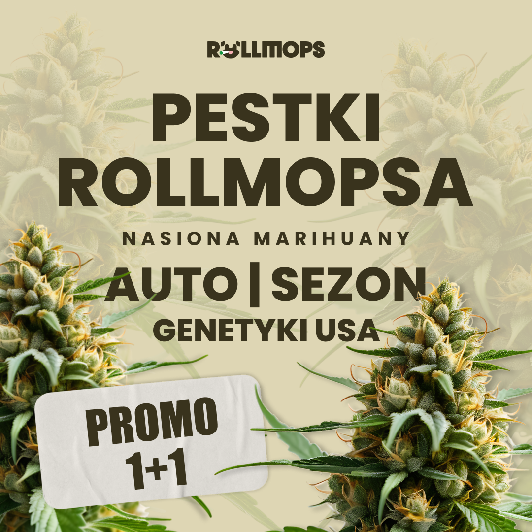 pestki rollmopsa promocja