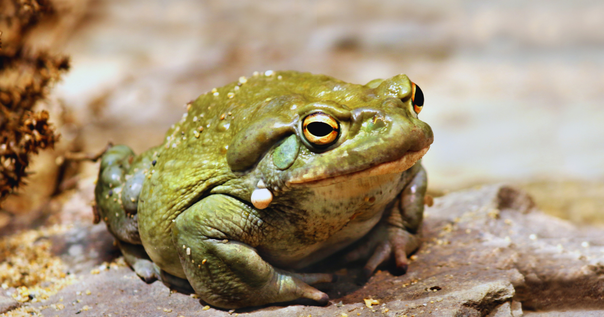 ropuchy