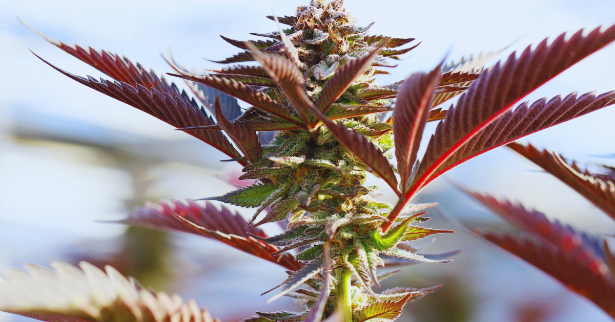 pakistan marihuana