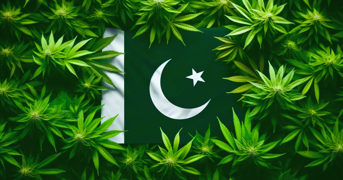 Pakistan marihuana
