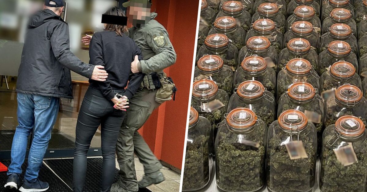 uprawa marihuany pod przykrywką CBD