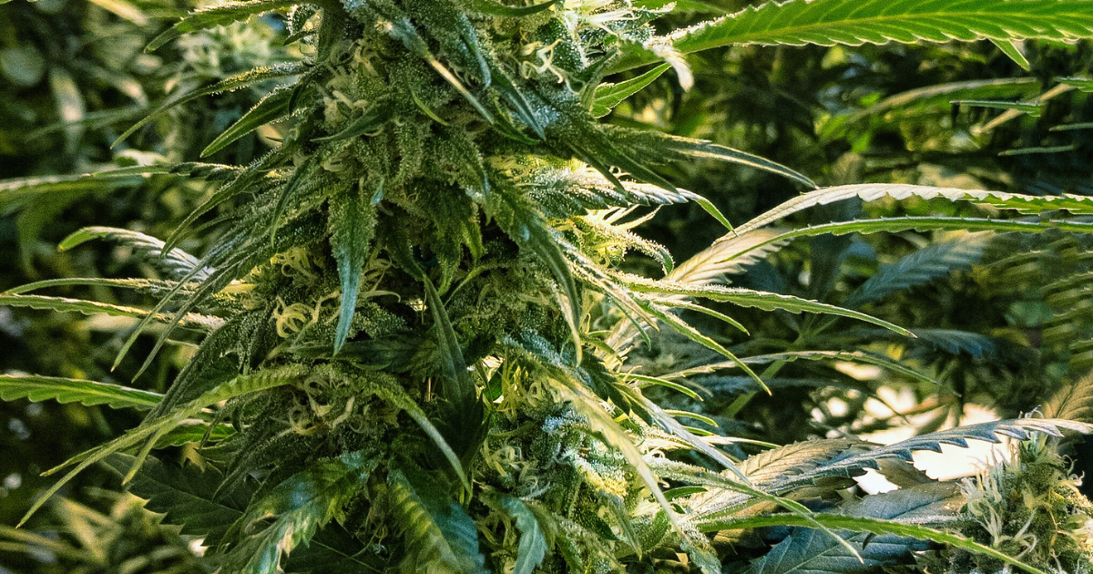 medyczna marihuana UK