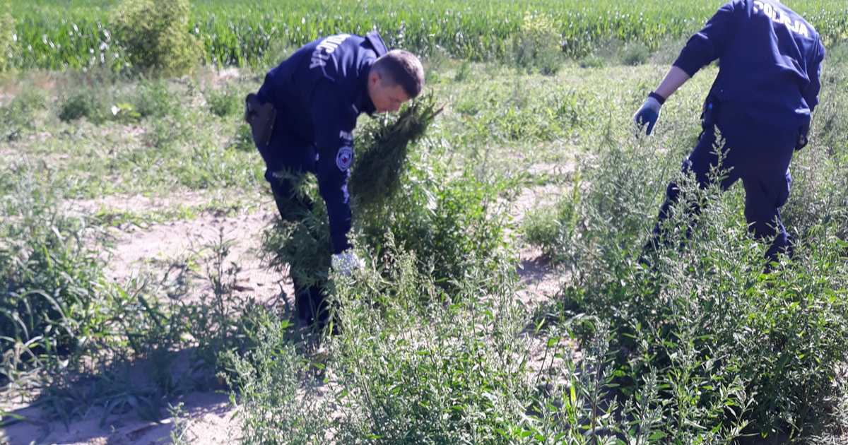 policjanci z aleksandrowa