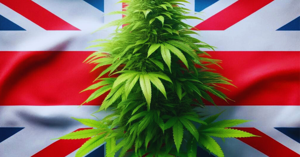medyczna marihuana uk