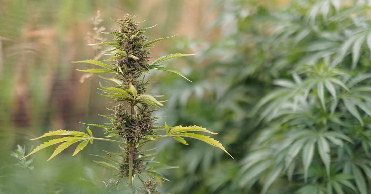 W tym artykule przyjrzymy się przyczynom, dla których marihuana może opóźniać swoje kwitnienie i jakie kroki można podjąć, aby pomóc roślinom wrócić na właściwą ścieżkę rozwoju.