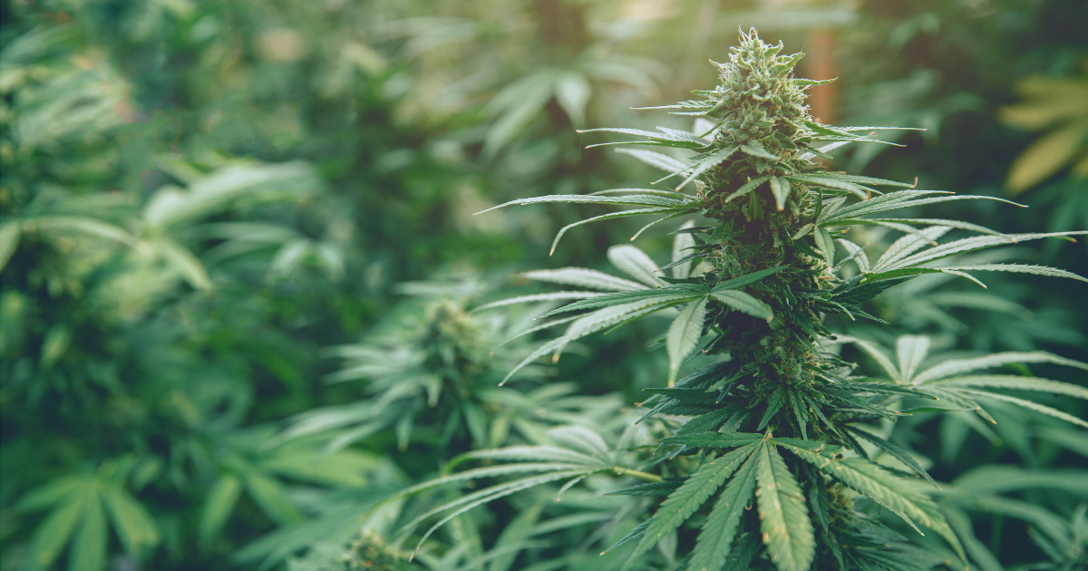 marihuana Maroko