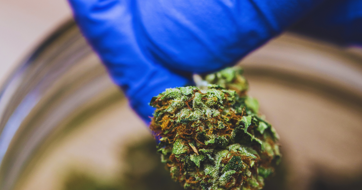 marihuana lecznicza migrena