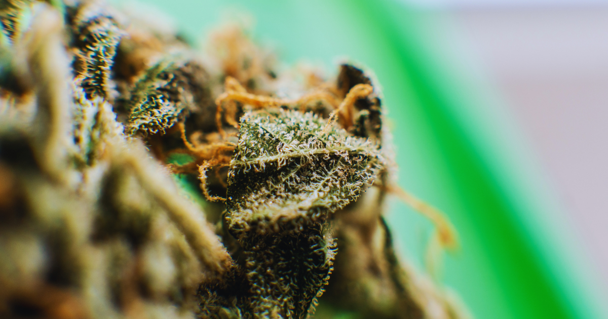 terpeny działanie