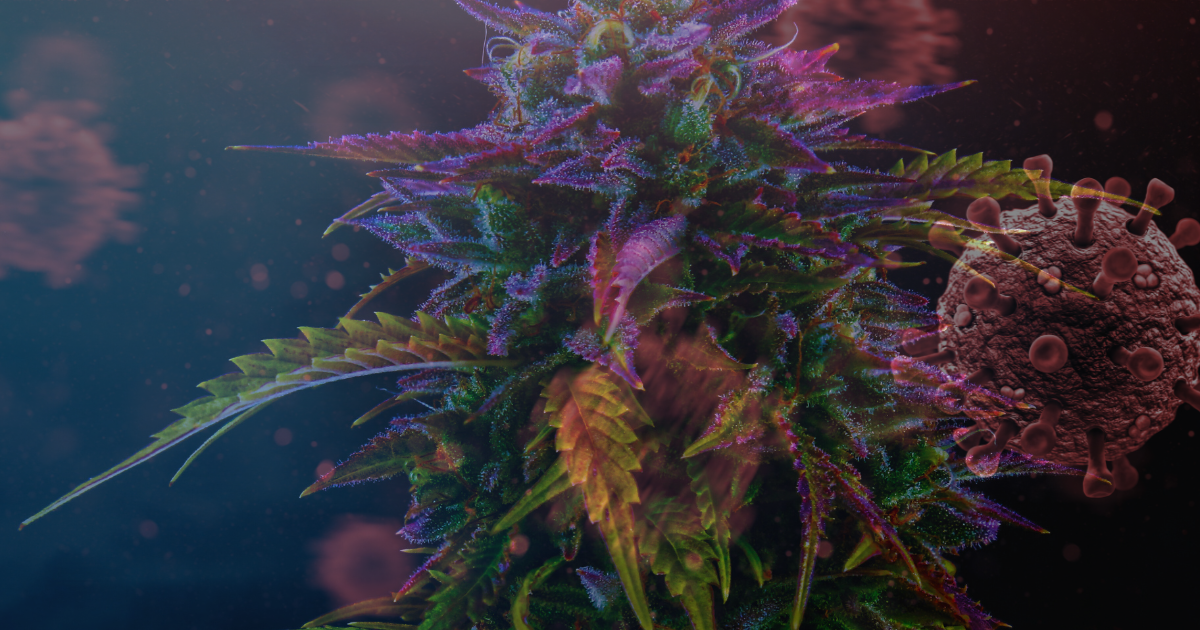 marihuana covid