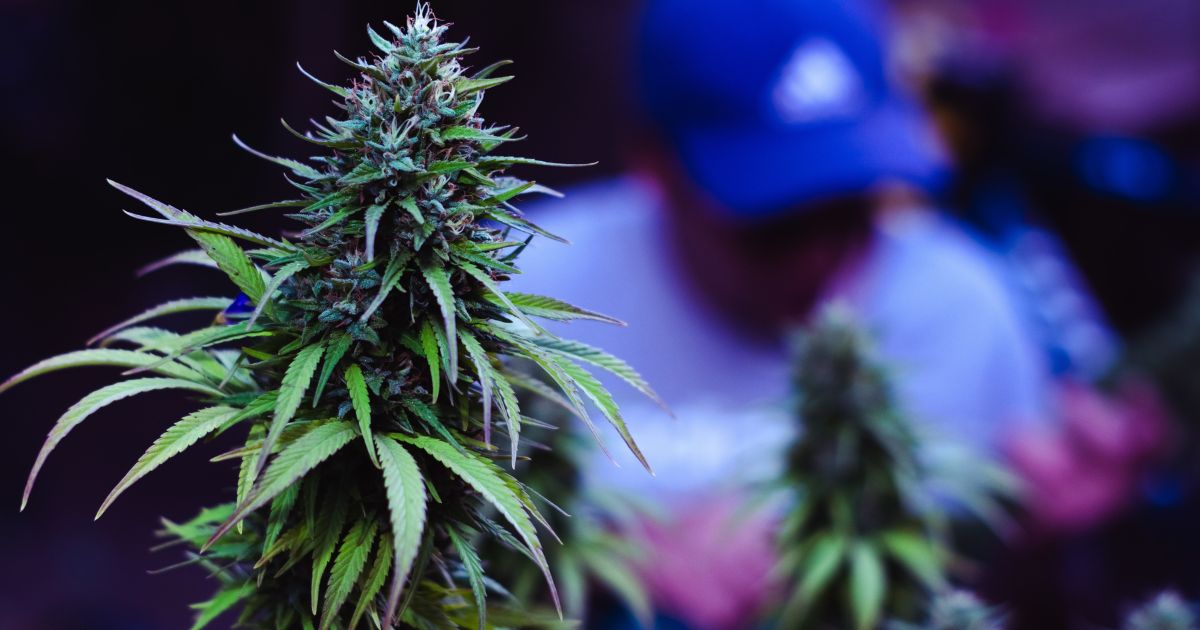 marihuana i chińczyk