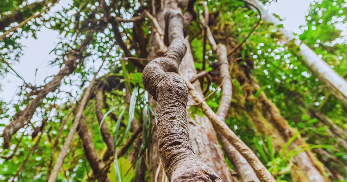 ayahuasca ceremonia