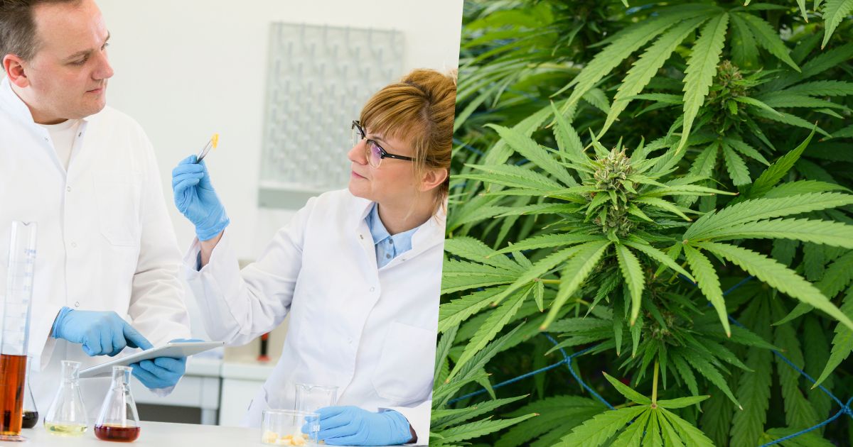 terpeny w konopiach