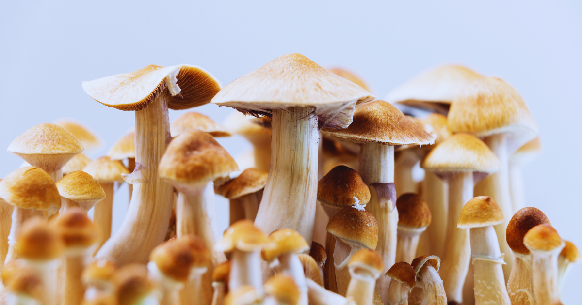psylocybina działanie