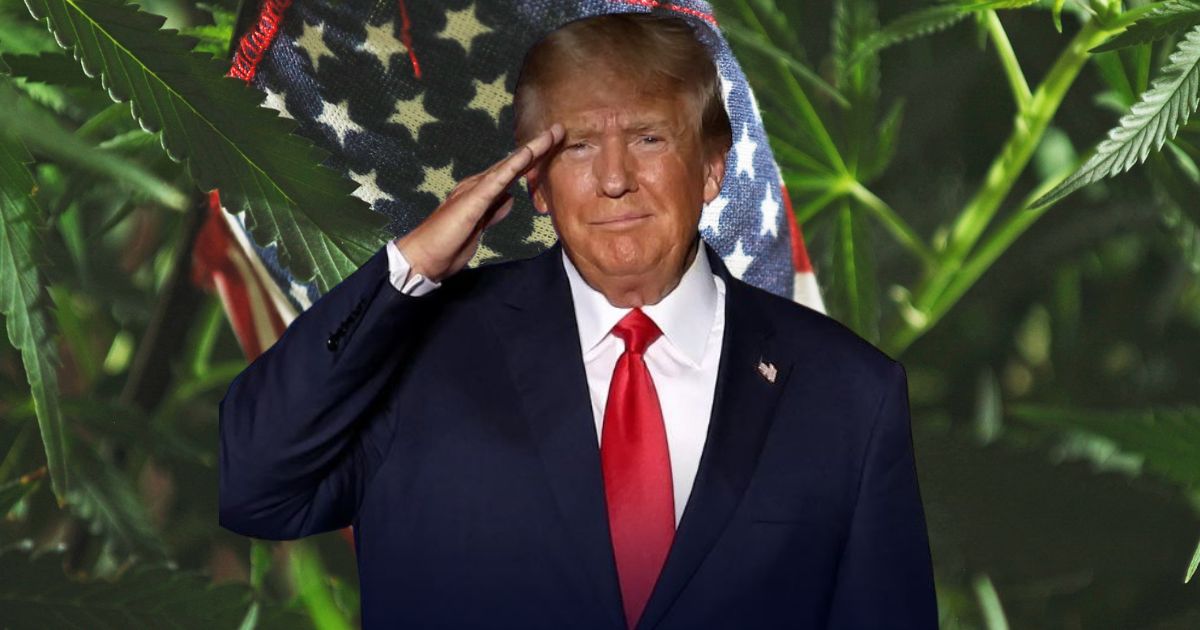 donald trump i marihuana