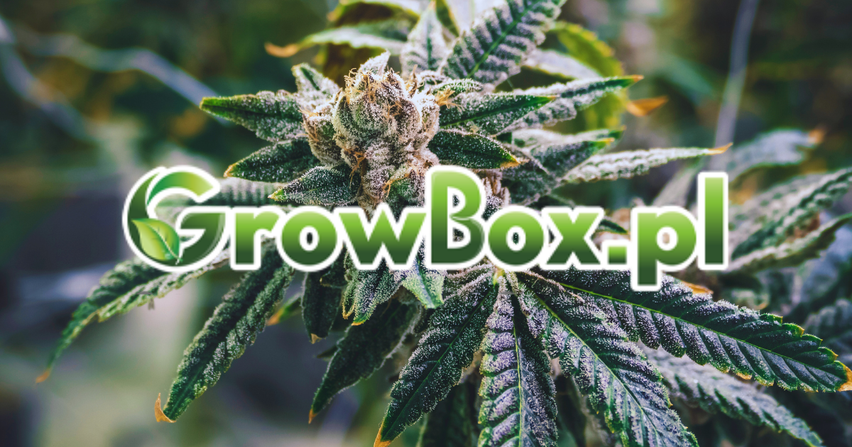 growbox.pl