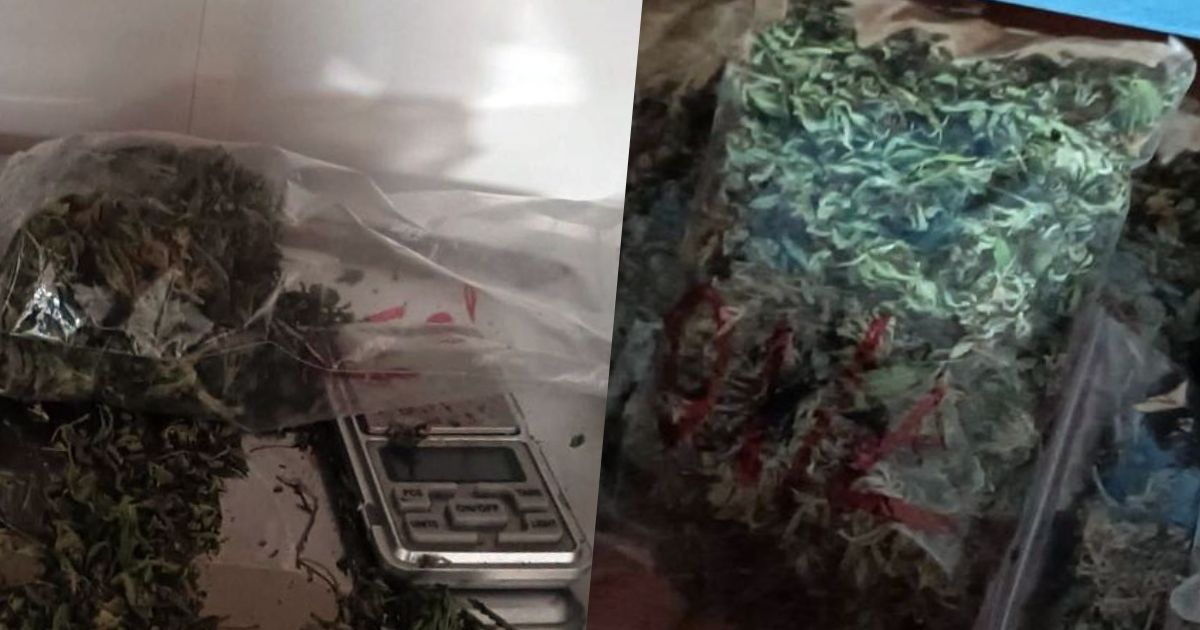 marihuana zabezpieczona przez policjantów w Koszalinie