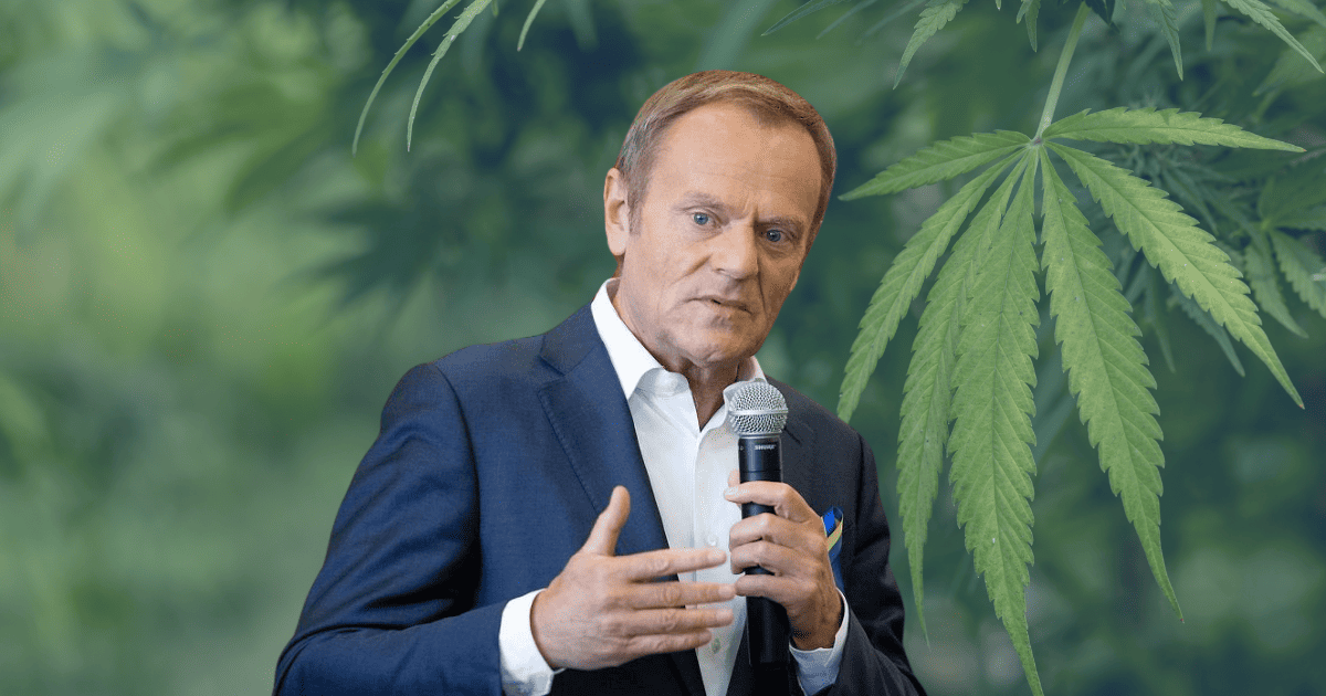 Tusk a depenalizacja marihuany