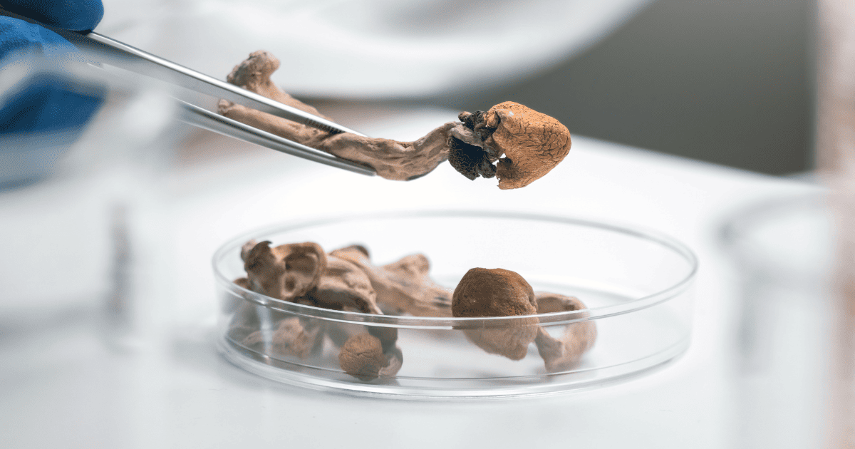 psylocybina a regeneracja mózgu
