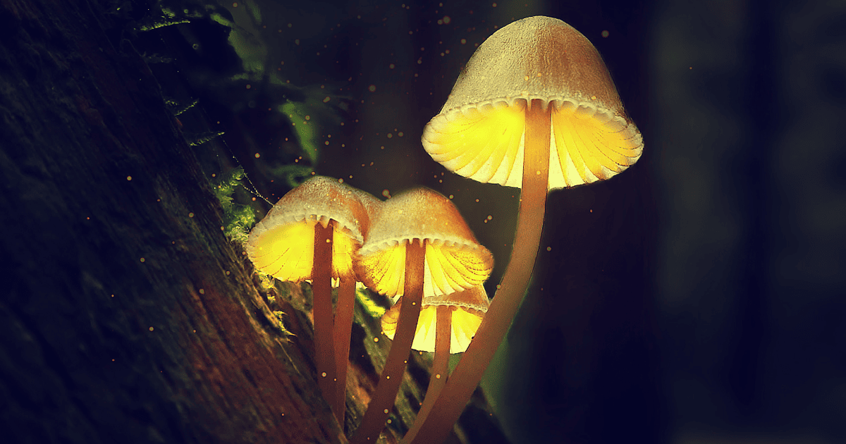 LSD w leczeniu lęku