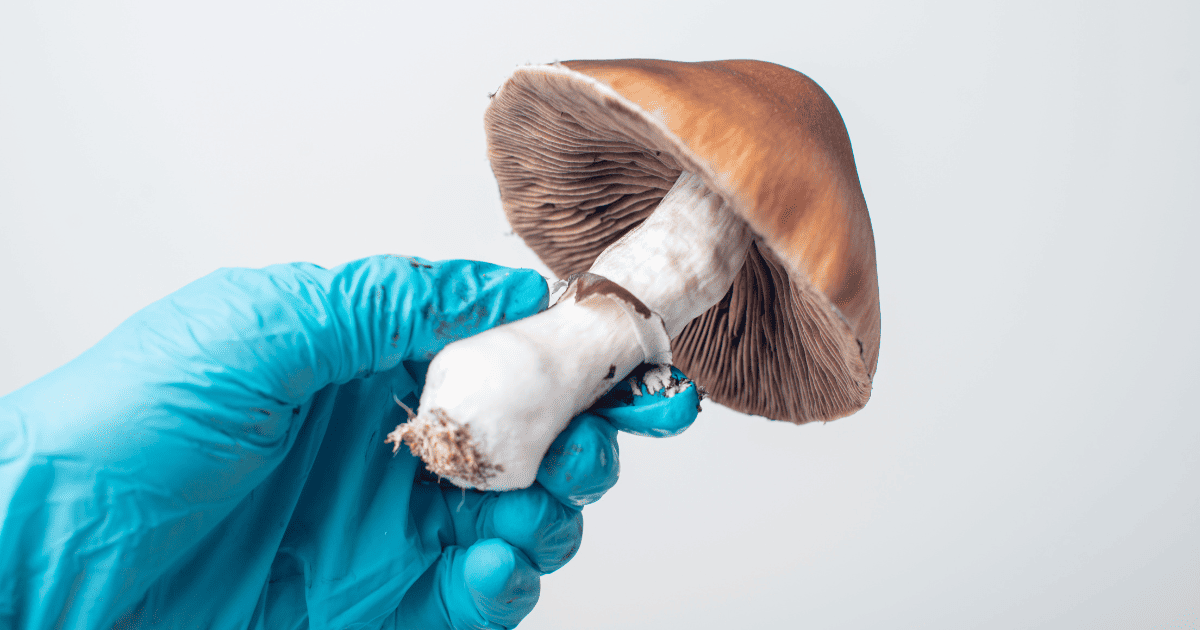 zwiększona produkcja psychodelików