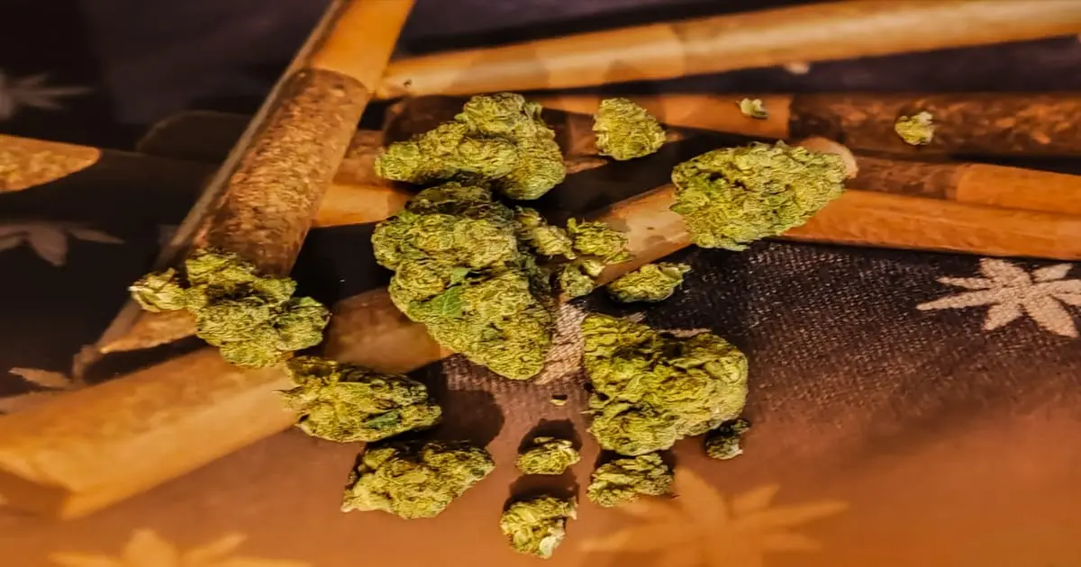 medyczna marihuana -odmiana gelato33