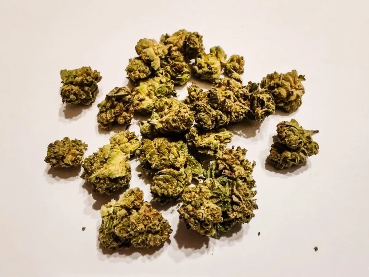 odmiana big purple dragon