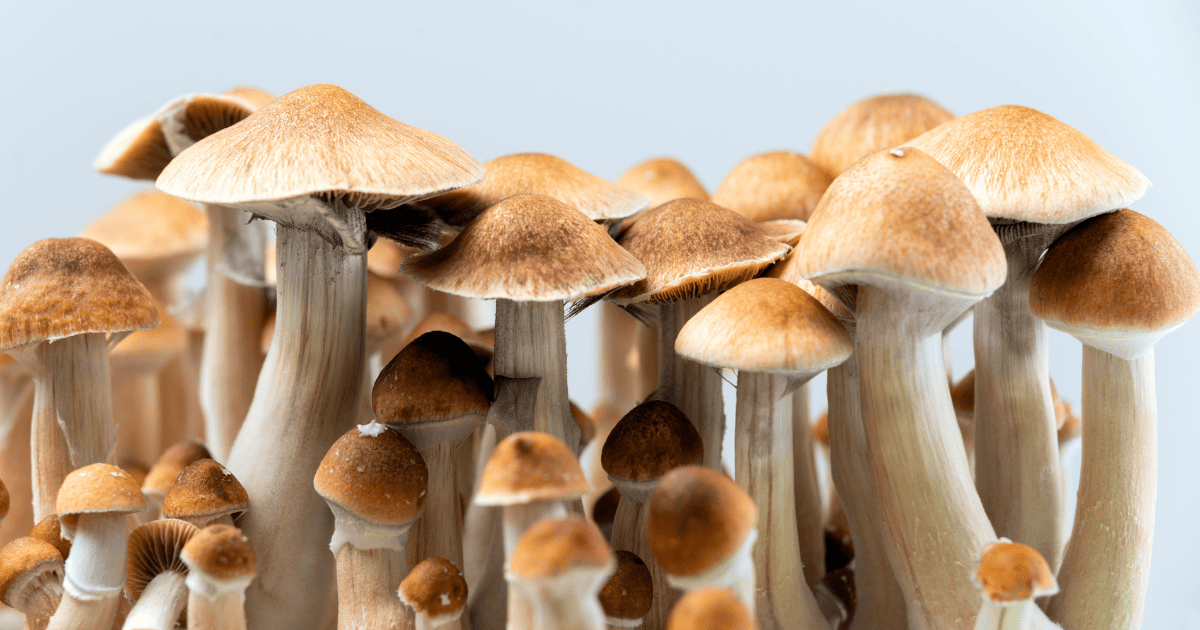 leczenie uzależnień psylocybiną