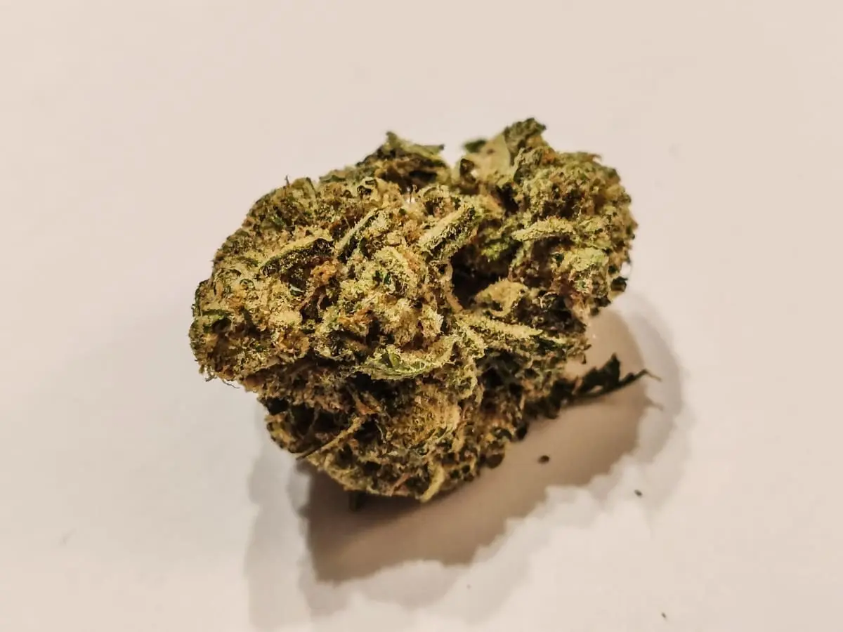 odmiana Snowtorious Krypton