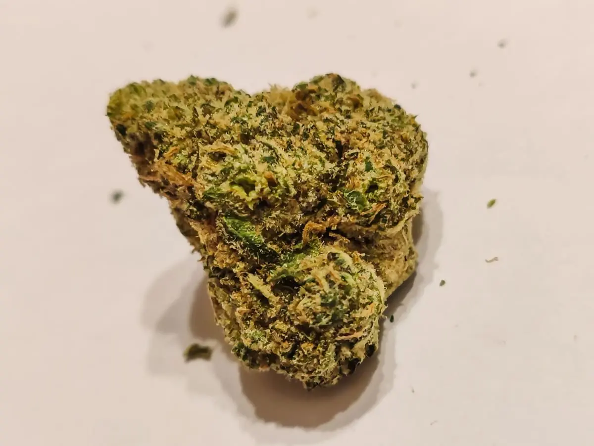 odmiana Snowtorious Krypton