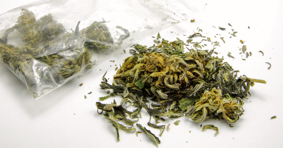przechwycona marihuana