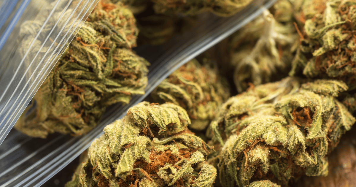 marihuana w zbiornikach paliwa