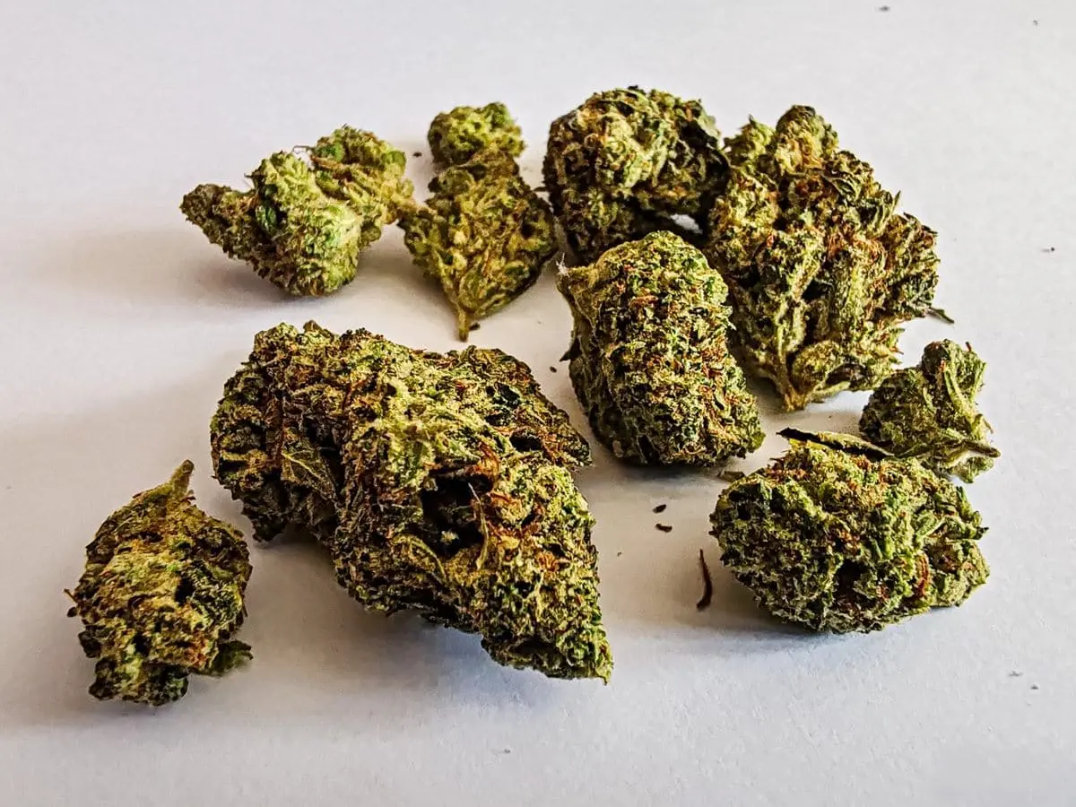 odmiana Blood Orange Kush